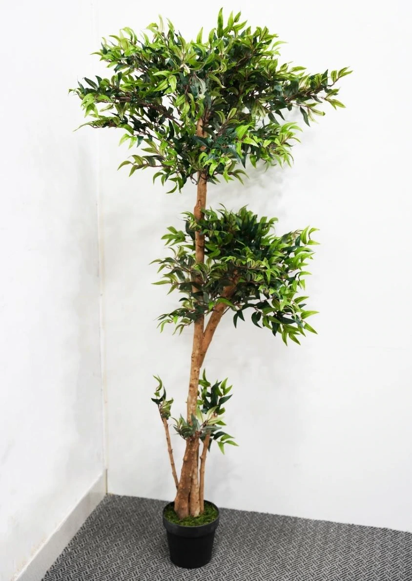 Ruscus Tree Size : 150cm